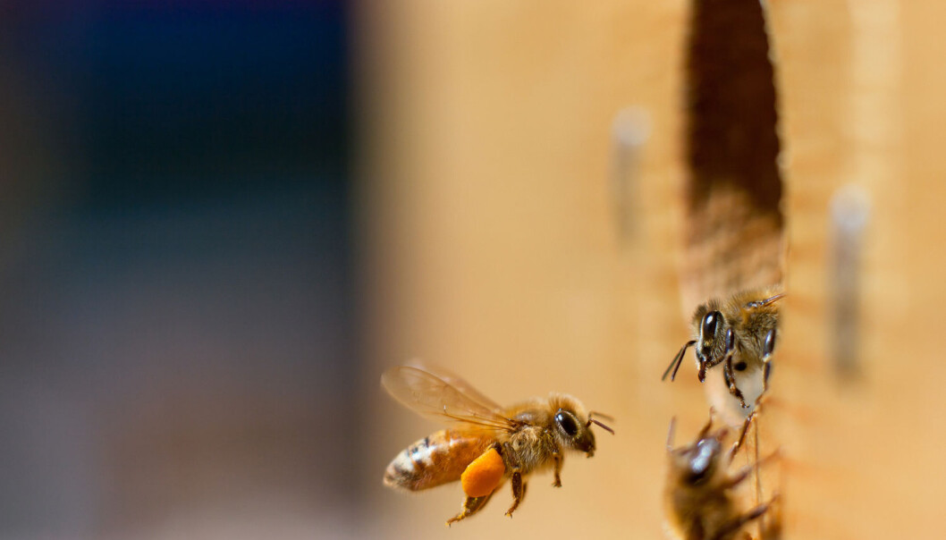 Bier i USA er blitt behandlet med antibiotika over flere tiår, mens norske bier ikke har fått noe. Hva har det gjort med tarmfloraen deres? (Illustrasjonsfoto: Emily Skeels / Shutterstock / NTB scanpix) Bier i USA er blitt behandlet med antibiotika over flere tiår, mens norske bier ikke har fått noe. Hva har det gjort med tarmfloraen deres? (Illustrasjonsfoto: Emily Skeels / Shutterstock / NTB scanpix)