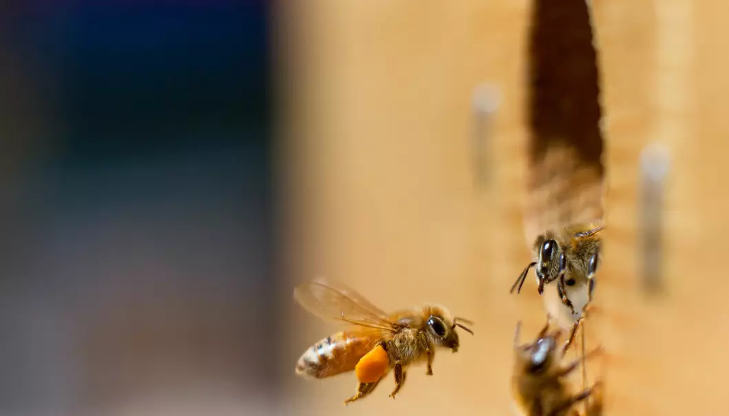 Motstandskraft mot antibiotika spredte seg i tarmen til bier