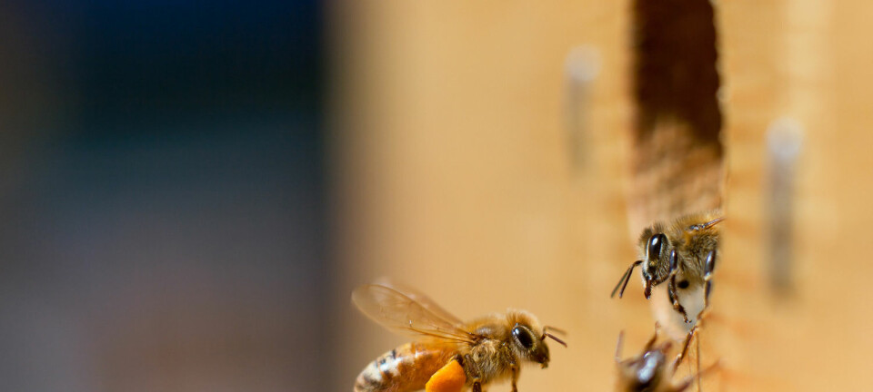 Bier i USA er blitt behandlet med antibiotika over flere tiår, mens norske bier ikke har fått noe. Hva har det gjort med tarmfloraen deres?  (Illustrasjonsfoto: Emily Skeels / Shutterstock / NTB scanpix)