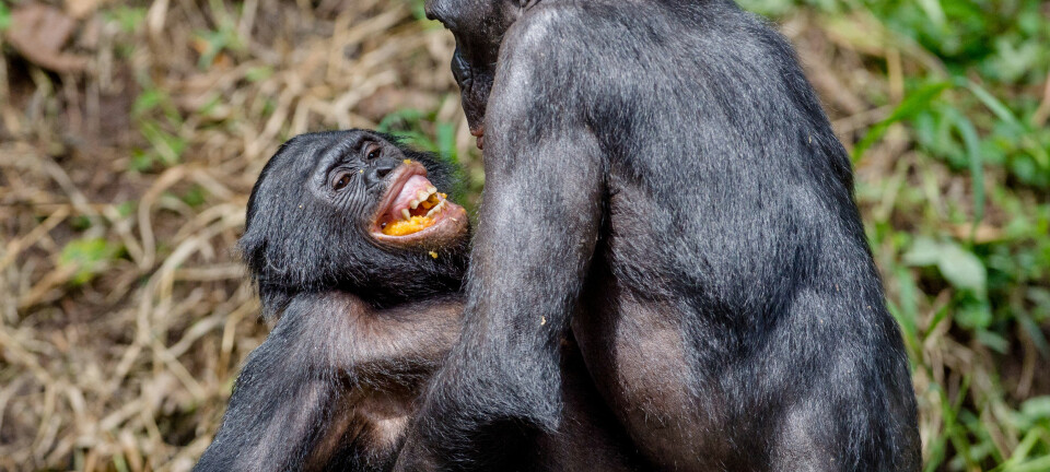 Bonoapene har ingen seksuelle hemninger.  (Foto: Shutterstock)