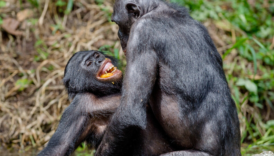 Bonoapene har ingen seksuelle hemninger.  (Foto: Shutterstock)