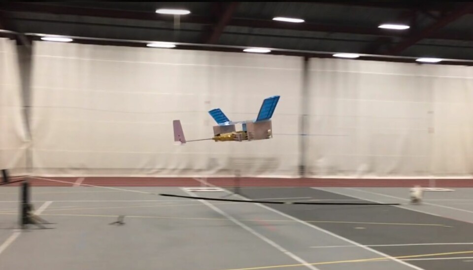 Etter flere mislykkede forsøk klarte forskerne å lage en modell som fløy stabilt rett frem 60 meter. Lengden ble begrenset av gymsalens størrelse. (Foto: snapshot fra video, Nature)