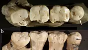 Denne neandertaleren prøvde å fikse tennene sine