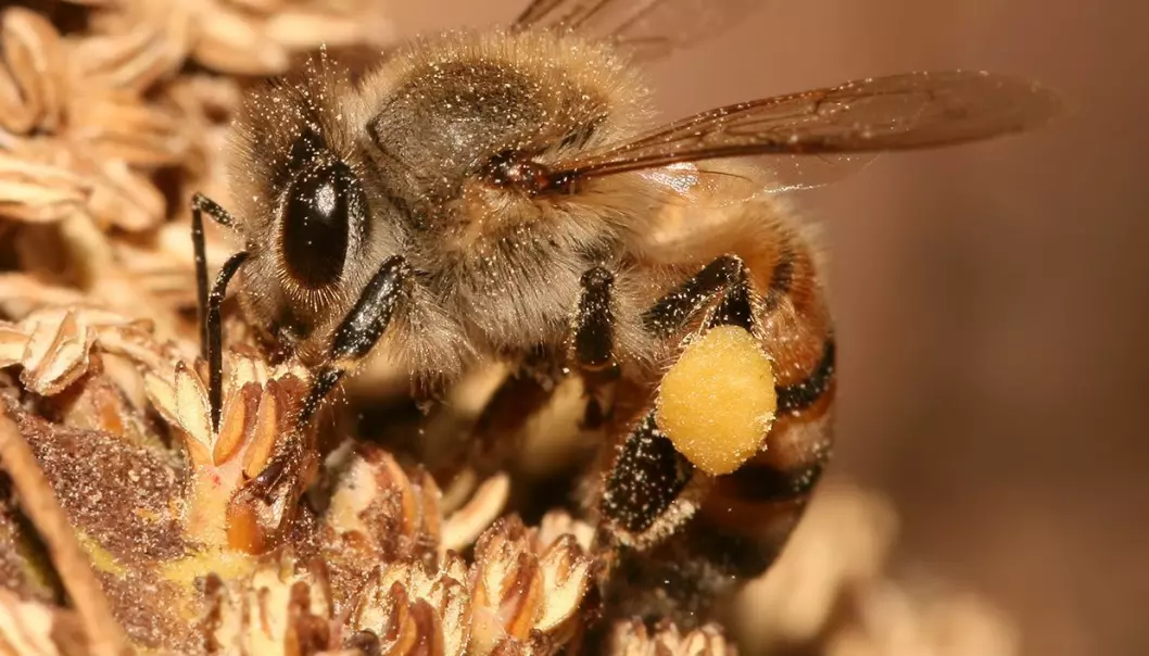 Styrket mistanke om at bestemte sprøytemidler rammer biene