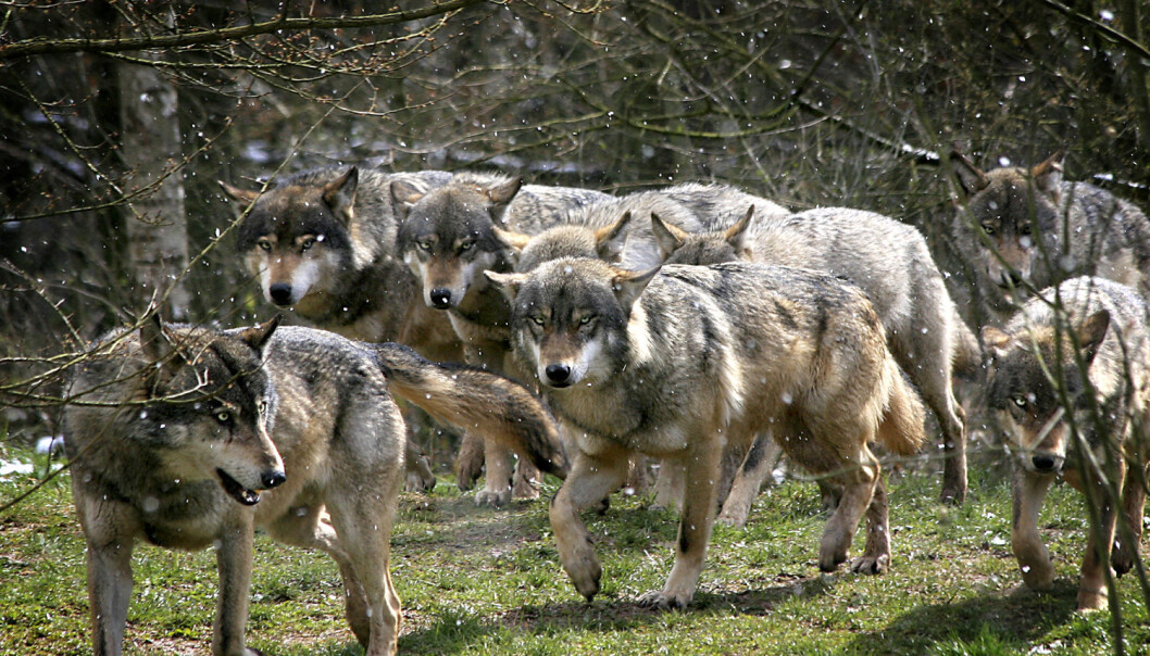 En ulveflokk. Dette er et illustrasjonsbilde. (Foto: die Fotosynthese / Shutterstock / NTB scanpix) En ulveflokk. Dette er et illustrasjonsbilde. (Foto: die Fotosynthese / Shutterstock / NTB scanpix)