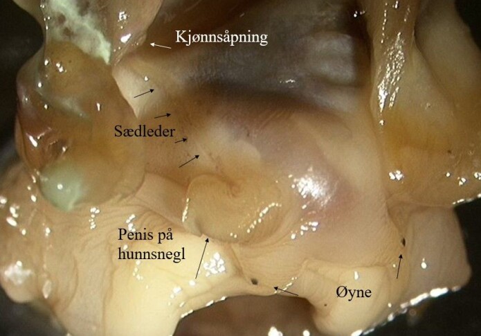 Kjønnsforstyrrelse (imposex) hos hunnlig purpursnegler med fullt utviklet penis og sædleder. Fra Karmsundet i 1998. (Foto: Lise Tveiten, NIVA) Kjønnsforstyrrelse (imposex) hos hunnlig purpursnegler med fullt utviklet penis og sædleder. Fra Karmsundet i 1998. (Foto: Lise Tveiten, NIVA)