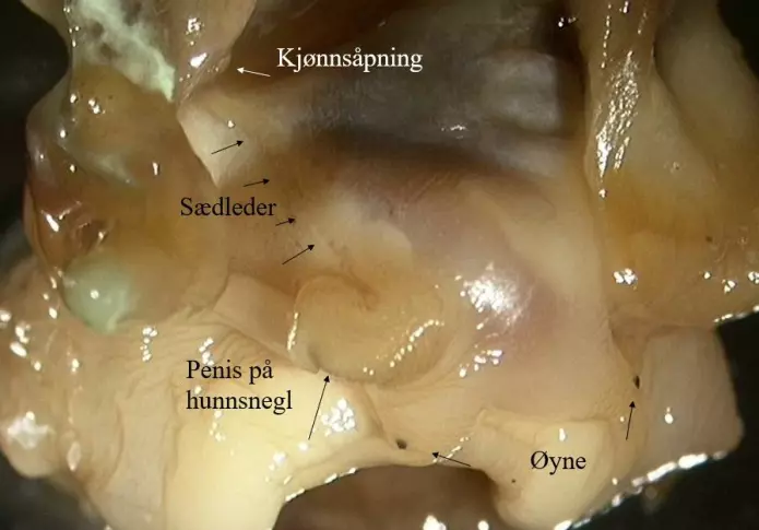 Kjønnsforstyrrelse (imposex) hos hunnlig purpursnegler med fullt utviklet penis og sædleder. Fra Karmsundet i 1998. (Foto: Lise Tveiten, NIVA)