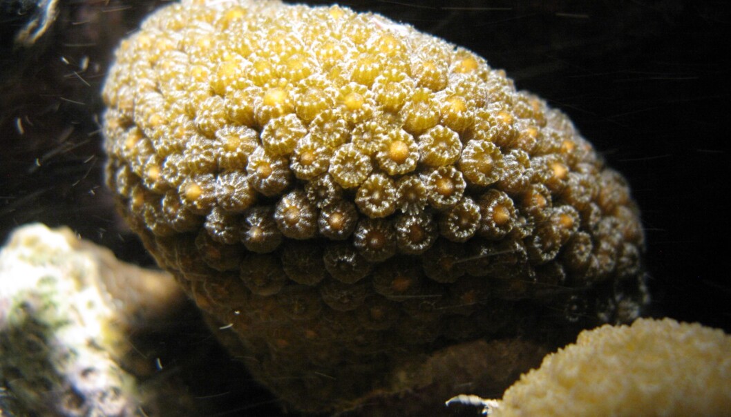 <em>Orbicella annularis</em> fotografert utenfor Colombia. (Foto: Stefania Gutierrez, Creative Commons BY-SA 4.0) <em>Orbicella annularis</em> fotografert utenfor Colombia. (Foto: Stefania Gutierrez, Creative Commons BY-SA 4.0)