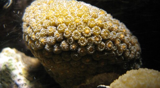 Et eksempel på det enorme mangfoldet på korallrevet