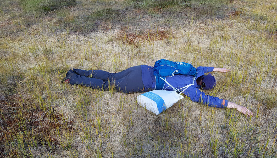 En forkjølet feltarbeider kunne ta seg en hvil i en nydelig seng av inntørkede torvmoser. Vanligvis er vannstanden i disse såkalte mykmattene så høye at man går rundt dem, ikke i dem. (Foto: Magni Olsen Kyrkjeeide) En forkjølet feltarbeider kunne ta seg en hvil i en nydelig seng av inntørkede torvmoser. Vanligvis er vannstanden i disse såkalte mykmattene så høye at man går rundt dem, ikke i dem. (Foto: Magni Olsen Kyrkjeeide)