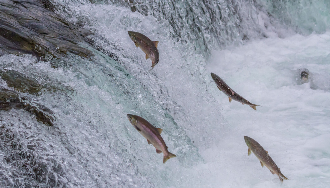 Endringer i laksens gener beviser at større laks blir mer uvanlig. (Photo: Alaska
Sekar B / Shutterstock / NTB scanpix) Endringer i laksens gener beviser at større laks blir mer uvanlig. (Photo: Alaska
Sekar B / Shutterstock / NTB scanpix)