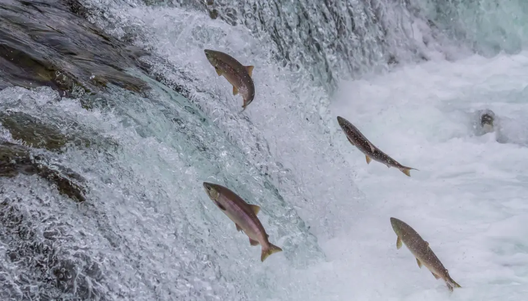 Endringer i laksens gener beviser at større laks blir mer uvanlig. (Photo: Alaska
Sekar B / Shutterstock / NTB scanpix) Endringer i laksens gener beviser at større laks blir mer uvanlig. (Photo: Alaska
Sekar B / Shutterstock / NTB scanpix)