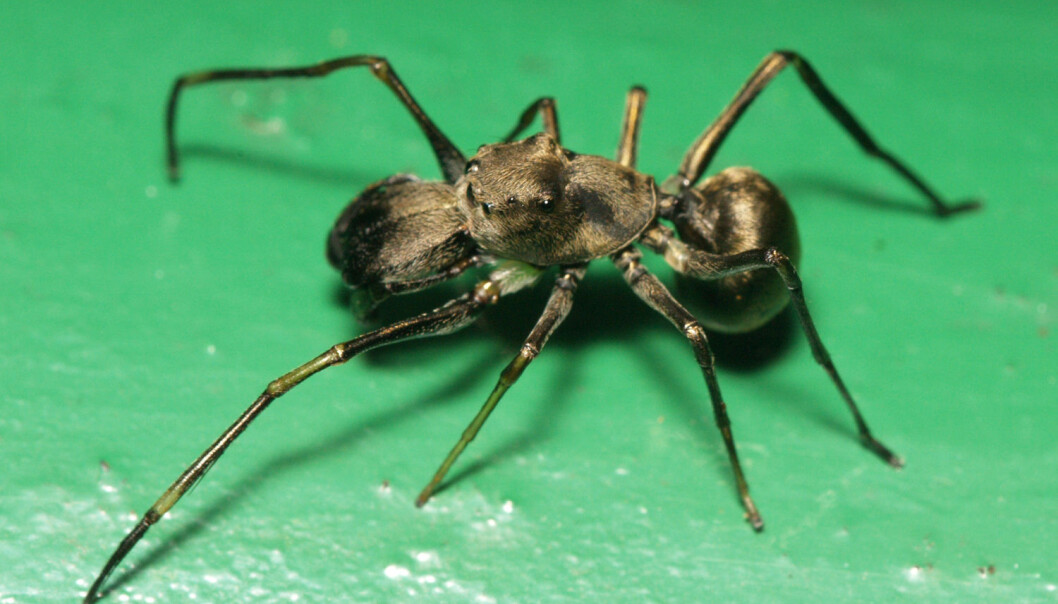 Den maurlignende hoppeedderkoppen Toxeus magnus fullammer ungene de første 20 dagene etter at de er klekket. (Foto: Sarefo, tilgjengeliggjort av Wikimedia Commons) Den maurlignende hoppeedderkoppen Toxeus magnus fullammer ungene de første 20 dagene etter at de er klekket. (Foto: Sarefo, tilgjengeliggjort av Wikimedia Commons)