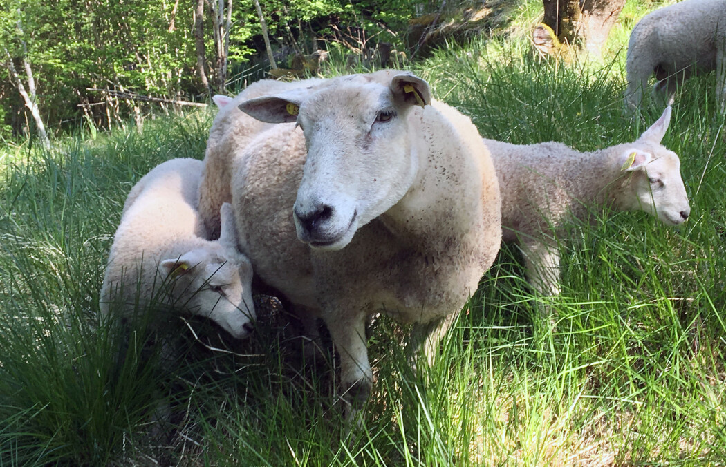 Dyr på beite er utsatt for snyltere og parasitter. Det haster med å finne nye medisinene, for parasittene utvikler stadig oftere resistens mot midlene som brukes i dag. (Foto: Anita Land, NORSØK). Dyr på beite er utsatt for snyltere og parasitter. Det haster med å finne nye medisinene, for parasittene utvikler stadig oftere resistens mot midlene som brukes i dag. (Foto: Anita Land, NORSØK).