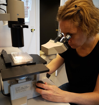 Berit Marie Blomstrand skal teste om stoffer i bark fra norsk furu og gran kan brukes som middel mot parasitter i dyr. (Foto: Angela H. Valente)