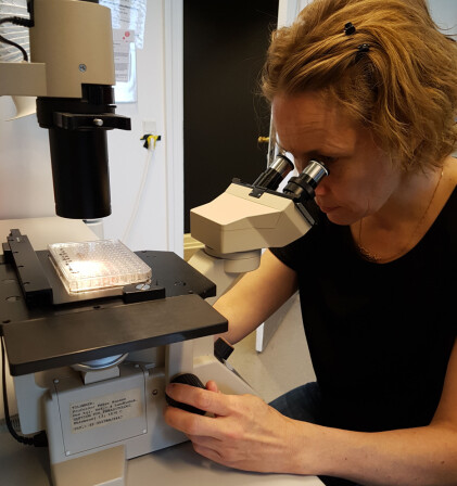Berit Marie Blomstrand skal teste om stoffer i bark fra norsk furu og gran kan brukes som middel mot parasitter i dyr. (Foto: Angela H. Valente) Berit Marie Blomstrand skal teste om stoffer i bark fra norsk furu og gran kan brukes som middel mot parasitter i dyr. (Foto: Angela H. Valente)
