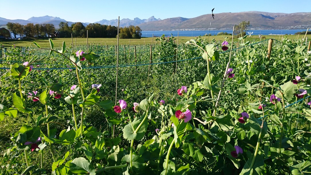 Denne sommeren er det blitt sådd femti ulike sorter erter i forsøksfelt i Tromsø. Dette er kun et lite utvalg av alle de gamle ertesortene som er tatt vare på i genbanken NordGen. (Foto: Ingunn Vågen). Denne sommeren er det blitt sådd femti ulike sorter erter i forsøksfelt i Tromsø. Dette er kun et lite utvalg av alle de gamle ertesortene som er tatt vare på i genbanken NordGen. (Foto: Ingunn Vågen).