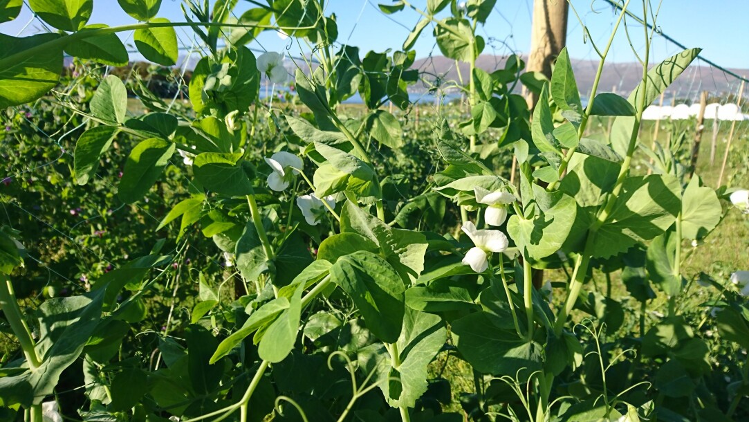 Jærert er en gammel ertesort fra Jæren som ble gjenoppdaget. Jærerter produseres nå lokalt på Jæren. (Foto: Ingunn Vågen). Jærert er en gammel ertesort fra Jæren som ble gjenoppdaget. Jærerter produseres nå lokalt på Jæren. (Foto: Ingunn Vågen).