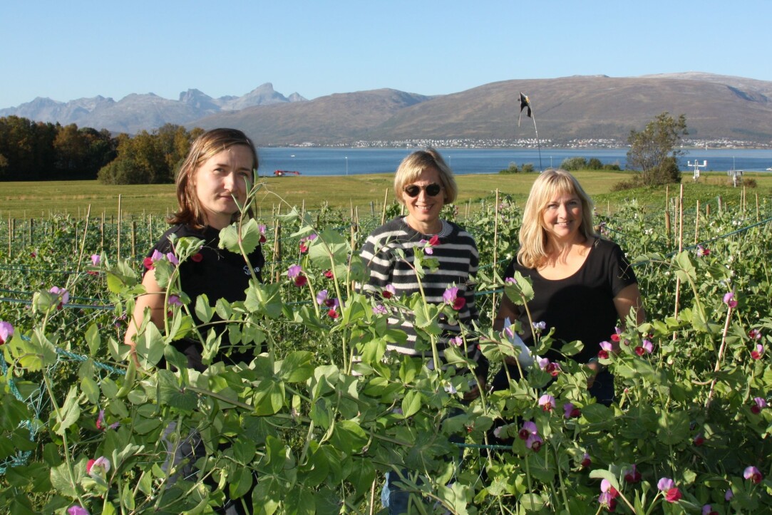 De tre NIBIO-forskerne Ewelina Wojciechowska, Inger Martinussen og Ingunn Vågen i ertefeltet på Holt i Tromsø. (Foto: Anne Linn Hykerud). De tre NIBIO-forskerne Ewelina Wojciechowska, Inger Martinussen og Ingunn Vågen i ertefeltet på Holt i Tromsø. (Foto: Anne Linn Hykerud).