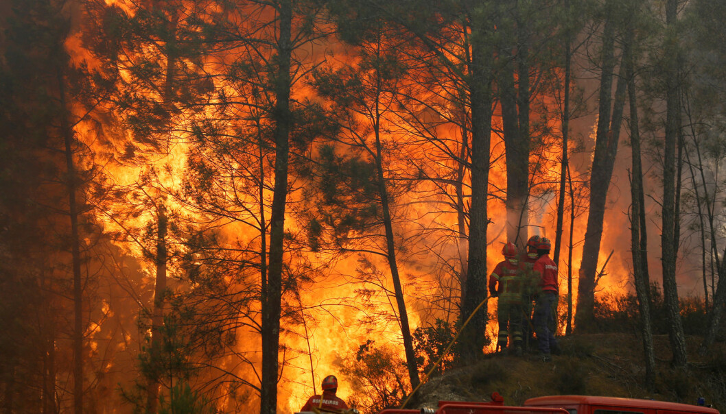 Portugal har hatt store problemer med skogbranner i juni. Her prøver brannfolk å få kontroll på en brann i Capelo midt i landet. (Foto: Rafael Marchante/Reuters/NTB scanpix) Portugal har hatt store problemer med skogbranner i juni. Her prøver brannfolk å få kontroll på en brann i Capelo midt i landet. (Foto: Rafael Marchante/Reuters/NTB scanpix)