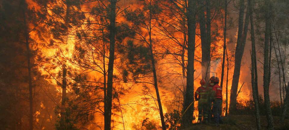 Portugal har hatt store problemer med skogbranner i juni. Her prøver brannfolk å få kontroll på en brann i Capelo midt i landet. (Foto: Rafael Marchante/Reuters/NTB scanpix)