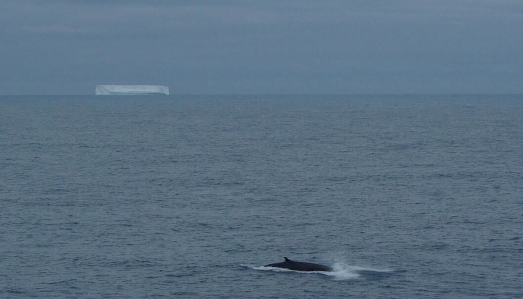 En finnhval boltrer seg i det sørlige Indiahavet. Her er det generelt lite støy fra menneskelige aktiviteter. Men hvalene i området har likevel senket stemmeleiet de siste tiåra. (Foto: J-Y Royer) En finnhval boltrer seg i det sørlige Indiahavet. Her er det generelt lite støy fra menneskelige aktiviteter. Men hvalene i området har likevel senket stemmeleiet de siste tiåra. (Foto: J-Y Royer)