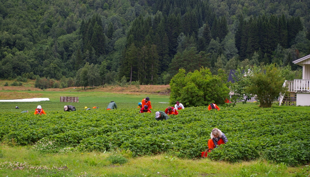 Det er forsket lite i Norge på hvordan strømmene av arbeidsmigranter påvirker samfunn utenfor storbyene. Derfor setter forskere ved Bygdeforskning nå i gang et prosjekt som skal ta for seg nettopp dette. (Foto: Egil Petter Stræte/Bygdeforskning) Det er forsket lite i Norge på hvordan strømmene av arbeidsmigranter påvirker samfunn utenfor storbyene. Derfor setter forskere ved Bygdeforskning nå i gang et prosjekt som skal ta for seg nettopp dette. (Foto: Egil Petter Stræte/Bygdeforskning)