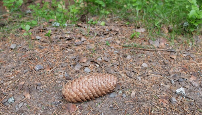 Kongla var fortsatt litt åpen da vi fant den i skogen. (Foto: Eivind Torgersen) Kongla var fortsatt litt åpen da vi fant den i skogen. (Foto: Eivind Torgersen)