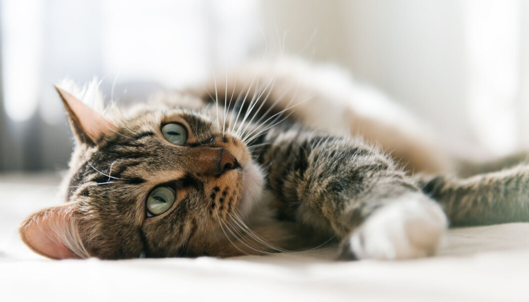 Det kan være vanskelig å få katter til å gjøre som vi vil fordi de i utgangspunktet ikke aksepterer at vi er sjefen, ifølge biolog. (Foto: Shutterstock / NTB scanpix) Det kan være vanskelig å få katter til å gjøre som vi vil fordi de i utgangspunktet ikke aksepterer at vi er sjefen, ifølge biolog. (Foto: Shutterstock / NTB scanpix)