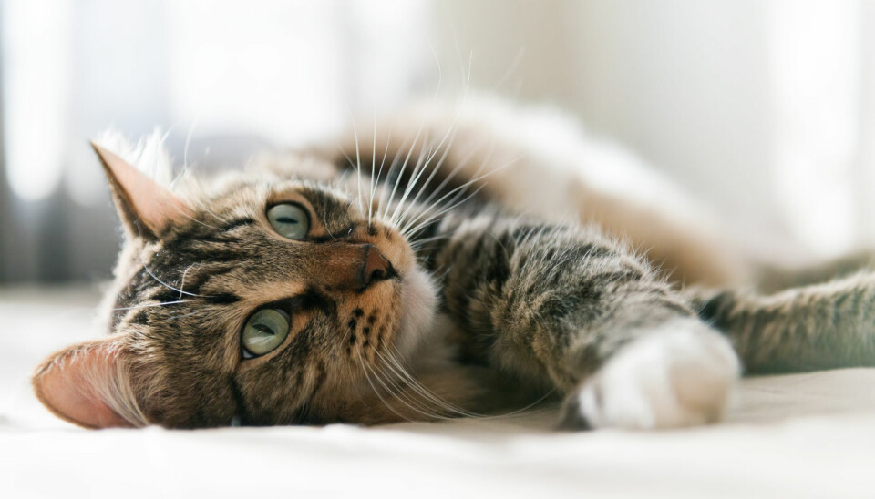 Det kan være vanskelig å få katter til å gjøre som vi vil fordi de i utgangspunktet ikke aksepterer at vi er sjefen, ifølge biolog. (Foto: Shutterstock / NTB scanpix)