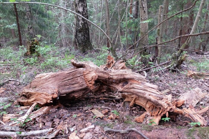 Slik ligger den døde veden i skogen. Til glede for mang en liten organisme. (Foto: Eivind Torgersen) Slik ligger den døde veden i skogen. Til glede for mang en liten organisme. (Foto: Eivind Torgersen)