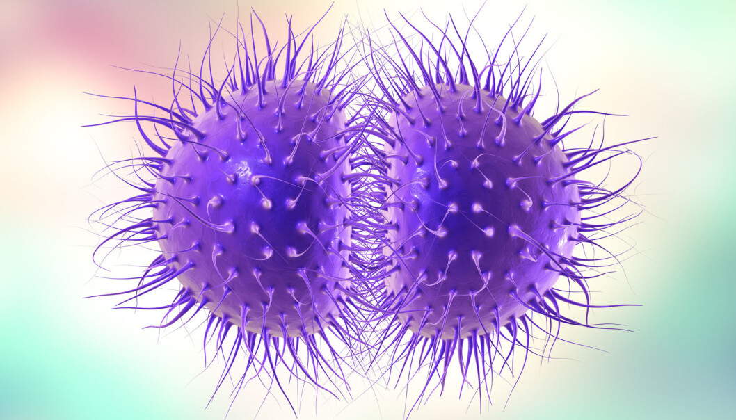 Gonoré blir nå motstandsdyktig mot antibiotika i stadig flere land. Og sommeren er høysesong for kjønnssykdommer. (Foto: Shutterstock/NTB/Scanpix) Gonoré blir nå motstandsdyktig mot antibiotika i stadig flere land. Og sommeren er høysesong for kjønnssykdommer. (Foto: Shutterstock/NTB/Scanpix)