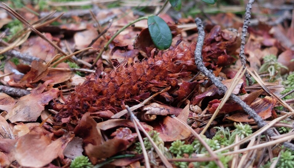 Matavfallet er klart for naturlig resirkulering. (Foto: Eivind Torgersen)