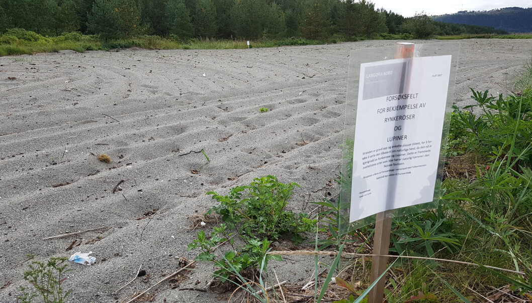 Dette området på Langøra ble ryddet for de fremmede plantene rynkerose og hagelupin, for å bedre betingelsene for den sterkt truede elvebreddedderkoppen. (Foto: Oddvar Hanssen/NINA) Dette området på Langøra ble ryddet for de fremmede plantene rynkerose og hagelupin, for å bedre betingelsene for den sterkt truede elvebreddedderkoppen. (Foto: Oddvar Hanssen/NINA)