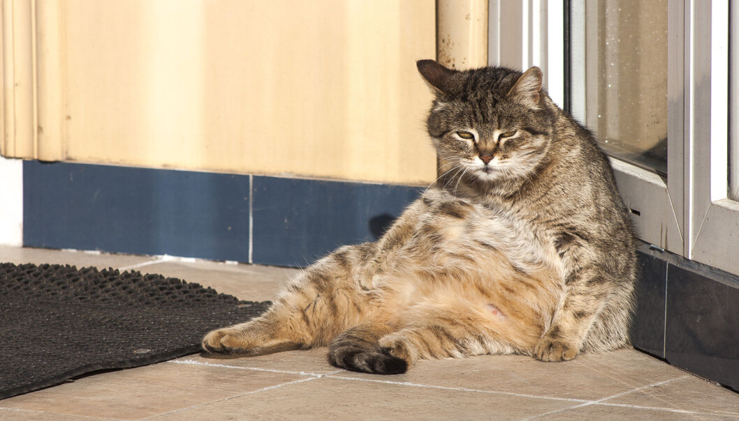 Dagens katter stammer fra Afrika og Midtøsten. Men hvordan oppstod forholdet mellom katter og mennesker? (Illustrasjonsfoto: mishanik_210 / Shutterstock / NTB scanpix) Dagens katter stammer fra Afrika og Midtøsten. Men hvordan oppstod forholdet mellom katter og mennesker? (Illustrasjonsfoto: mishanik_210 / Shutterstock / NTB scanpix)