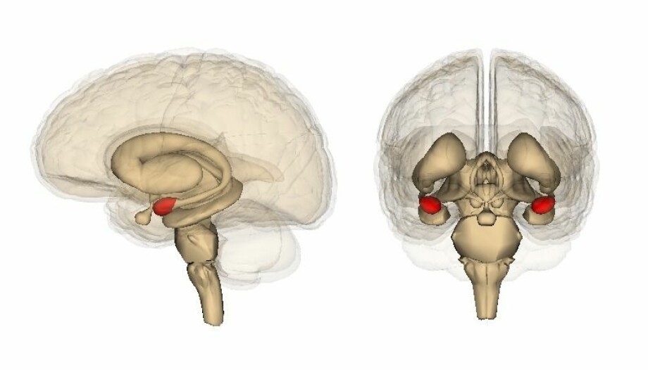 Amygdala er delt i to. På dette bilde er de farget røde. (Kilde: Life Science Databases(LSDB)) Bildelisens: CC BY-SA 2.1 JP. Lenke til lisens nederst i teksten.)