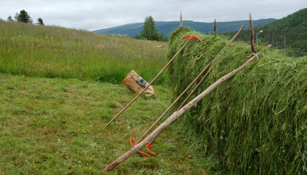 Forskere ved Nibio anbefaler at slåttemarkene behandles på tradisjonelt vis. (Foto: Bolette Bele) Forskere ved Nibio anbefaler at slåttemarkene behandles på tradisjonelt vis. (Foto: Bolette Bele)