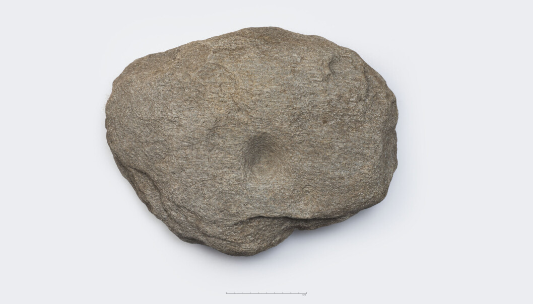 En stein med en såkalt skålgrop har vært brukt til å støtte en av stolpene inne i huset. (Foto: Terje Tveit, Arkeologisk museum, UiS) En stein med en såkalt skålgrop har vært brukt til å støtte en av stolpene inne i huset. (Foto: Terje Tveit, Arkeologisk museum, UiS)