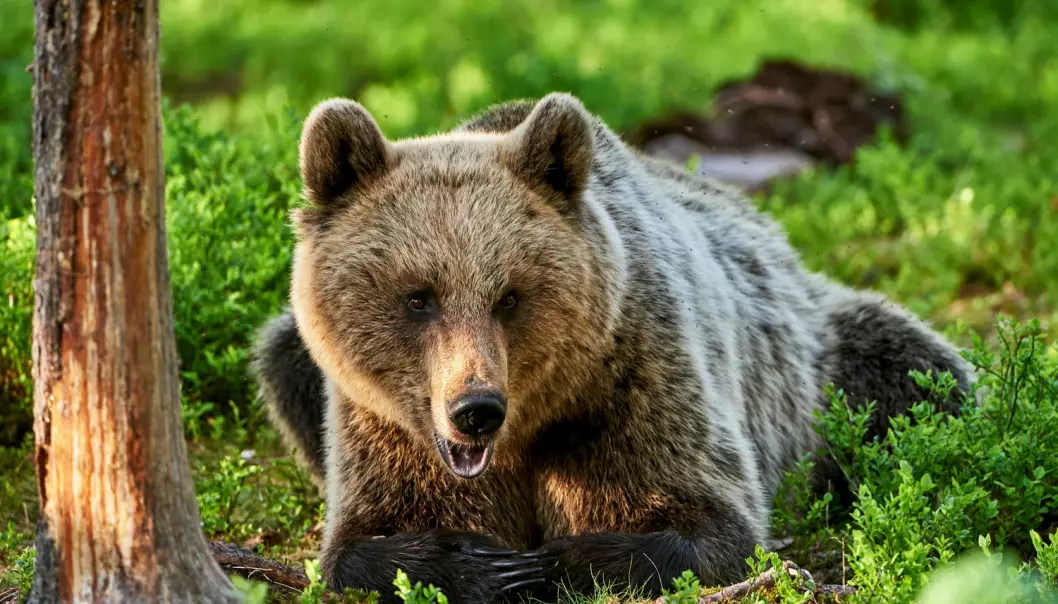 Bjørnen lever nesten utelukkende av blåbær og tyttebær om høsten. Men det er ikke ufarlig for bjørnen å ferdes der hvor det vokser mye bær. Da er de nemlig synlig for jegere.  (Illustrasjonsfoto: ArCaLu / Shutterstock / NTB scanpix)