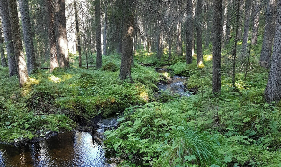 Moserik, fuktig og gammel granskog. Dette er «huldre-habitat»! (Foto: K. Margrethe Kvam Tingstad)
