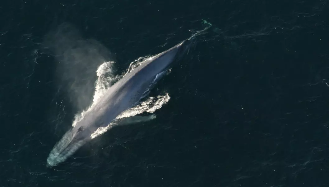 Blåhvalen kan bli 30 meter lang. Blåhvaler finnes i hav over hele verden. (Foto: Reuters)
