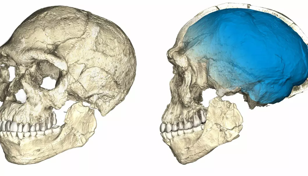 Dette er den rekonstruerte hodeskallen til mennesket som ble funnet i Jebel Irhoud i Marokko. Men hvor ulike oss var egentlig dette mennesket? (Foto: Philipp Gunz, MPI EVA Leipzig)