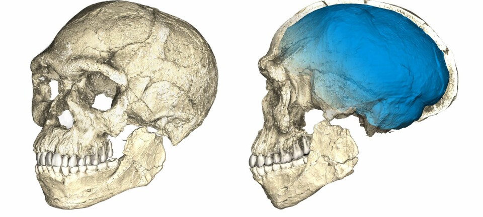 Dette er den rekonstruerte hodeskallen til mennesket som ble funnet i Jebel Irhoud i Marokko. Men hvor ulike oss var egentlig dette mennesket? (Foto: Philipp Gunz, MPI EVA Leipzig)