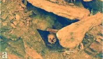 Slik lå Ava da arkeologer gravde henne fram i 1987. I graven lå det også et klokkebeger og noen få redskaper. Navnet Ava fikk hun etter stedet Achavanich i Skottland der hun ble funnet. (Foto: forskningsartikkelen / Highland Council) Slik lå Ava da arkeologer gravde henne fram i 1987. I graven lå det også et klokkebeger og noen få redskaper. Navnet Ava fikk hun etter stedet Achavanich i Skottland der hun ble funnet. (Foto: forskningsartikkelen / Highland Council)