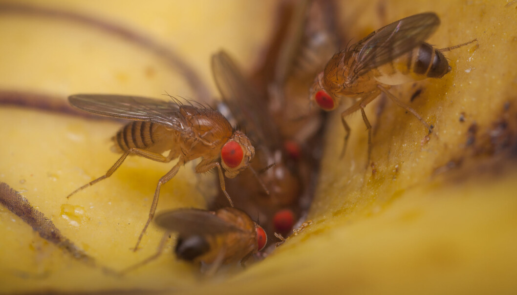 Er det parasittveps i nærheten, gir hunnfruktfluene hverandre beskjed, og eggproduksjonen reduseres. (Foto: Pavel Krasensky/Shutterstock/NTB scanpix) Er det parasittveps i nærheten, gir hunnfruktfluene hverandre beskjed, og eggproduksjonen reduseres. (Foto: Pavel Krasensky/Shutterstock/NTB scanpix)