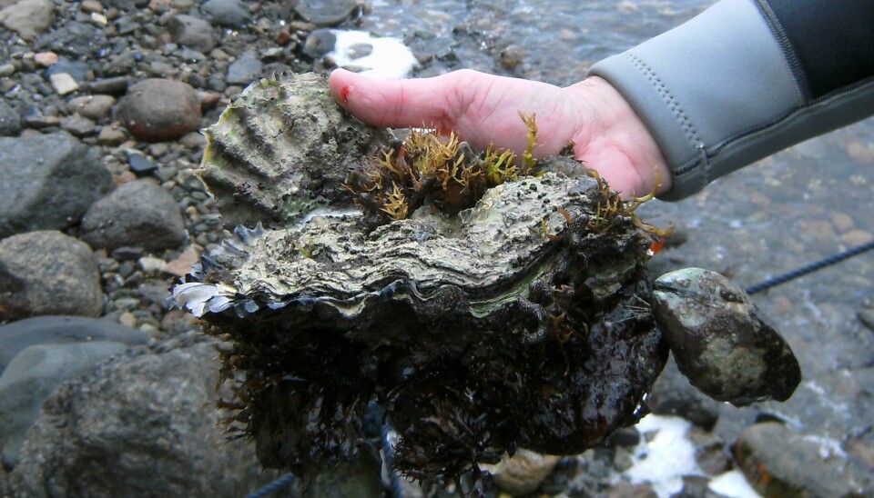 Stillehavsøsters er en ny, uønsket art i norske farvann. De sprer seg raskt og de neste årene kan det bli ti ganger så mange av dem. (Foto: Torjan Bodvin / Havforskningsinstituttet)