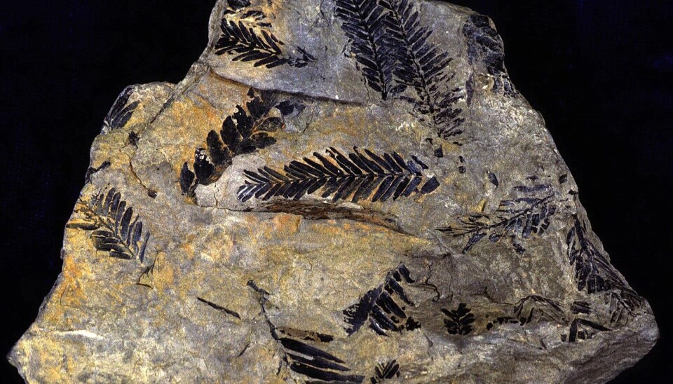 Fossiler av blader av urtidstre, Metasequoia, funnet ved Longyearbyen. (Foto: Hans Arne Nakrem)