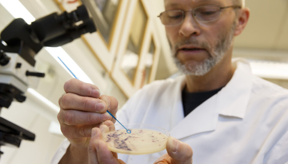 Antibiotikaresistente bakterier truer mange fremtidige kreftpasienter, som er avhengig av antibiotika etter noen behandling. Kreftforeningen startet denne uken en kampanje mot overdreven antibiotikabruk. Her er motstandsdyktige MRSA-bakterier ved Veterinærinstituttet i Oslo. (Foto: NTB/Scanpix)