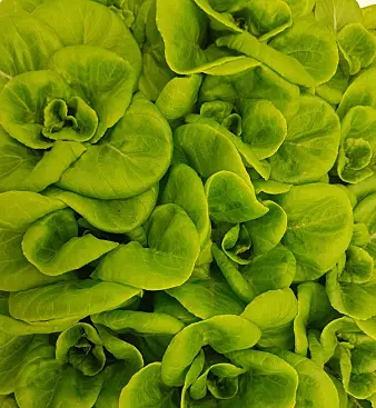 Denne salaten ble plantet i kunstig jord fremstilt av lavastein. Målet er at plantene skal vokse direkte i vann tilsatt plantenæring. (Foto: Silje Wolff)
