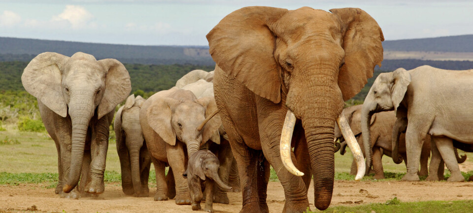 Hvis det ikke fantes mennesker på jorden, ville det være mange flere store dyr på planeten. For eksempel ville det være elefanter i Danmark. (Foto: David Steele / Shutterstock / NTB scanpix)